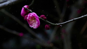 梅花