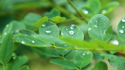 露水绿植
