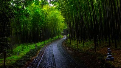 竹林雨