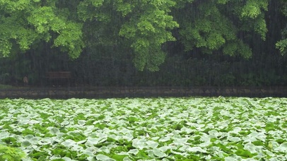 荷塘雨声