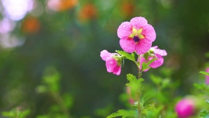 美丽的花儿