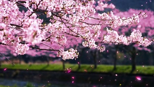 樱花雨