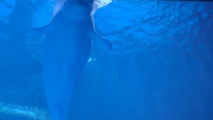 海豚