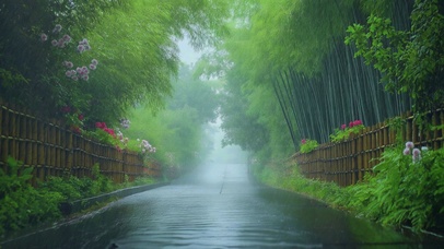 竹林雨天4K