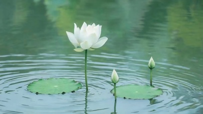 清池荷语
