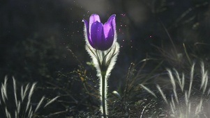 紫色小花