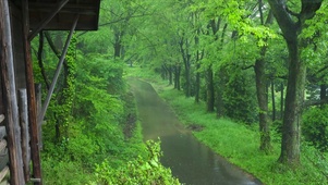初夏雨天绿林小路