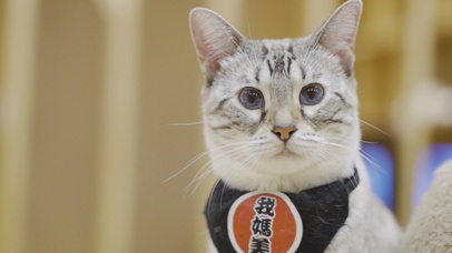 可爱猫咪