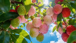 小清新甜美的荔枝