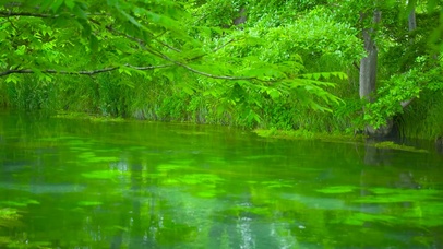 夏日养眼绿水流