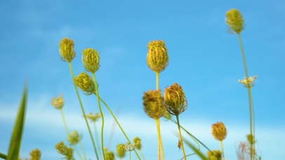 4k唯美夏日夏天夏季芦苇小清新