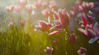 放松治愈养眼雨中鲜花