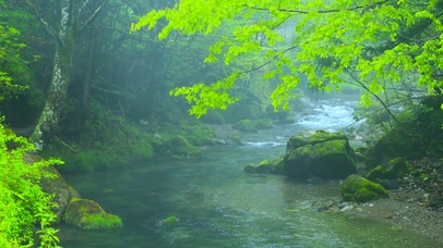 迷雾森林流水