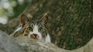 猫咪