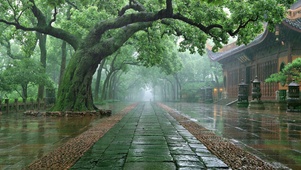 夏日雨天古树