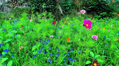 唯美山间野花4K