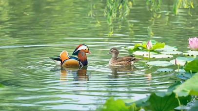 护眼小清新