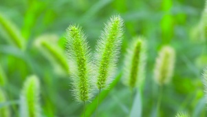 狗尾巴草