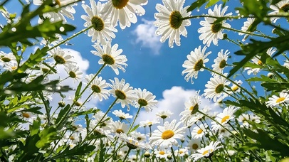晴空雏菊花海