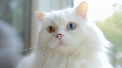 美丽高贵的猫咪