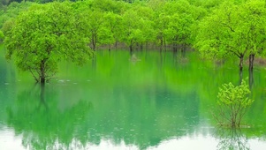夏日护眼绿树湖面