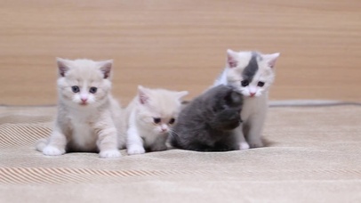 逗乳白英短小奶猫