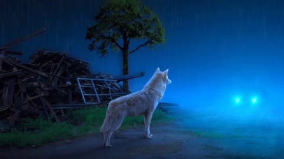 雨天野外狐狸