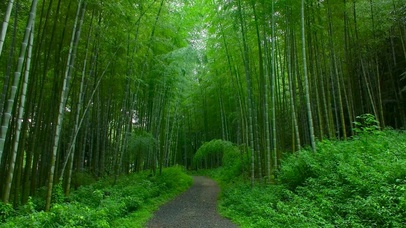 竹林小径