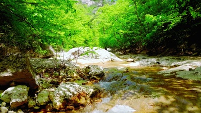 4K唯美护眼绿林溪流