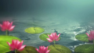 朦胧荷花