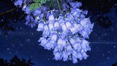 星空下的蓝花盈