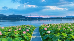 荷花