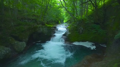 自然绿林溪流水潭