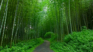 竹林小径