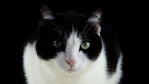 【4K实拍】可爱的猫