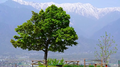 放松养眼一棵树