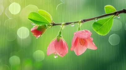 细雨小花