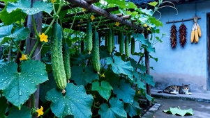 乡村护眼水瓜树