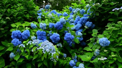 雨中护眼紫阳花