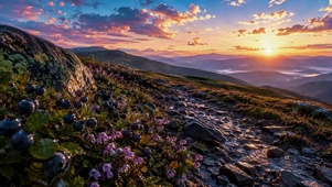 晨曦山野花海