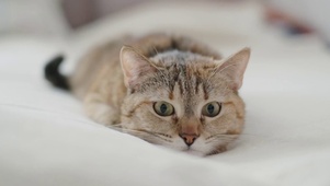 可爱猫猫