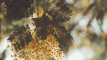 4K 高清 黄色含羞草开花