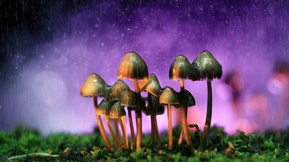 雨天小蘑菇