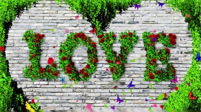 4K唯美的爱情鲜花