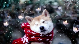 雪中柴犬