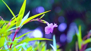 植物鲜花