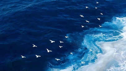 海鸥与大海