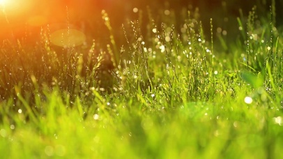 4K护眼雨后绿草