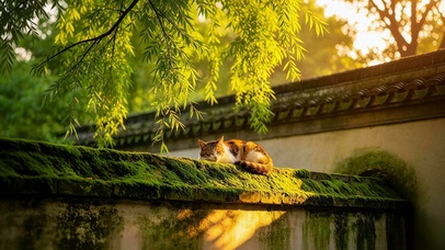 午后阳光治愈猫咪