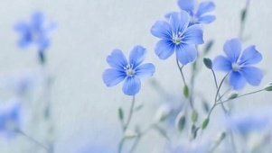 护眼花草树木带鱼屏